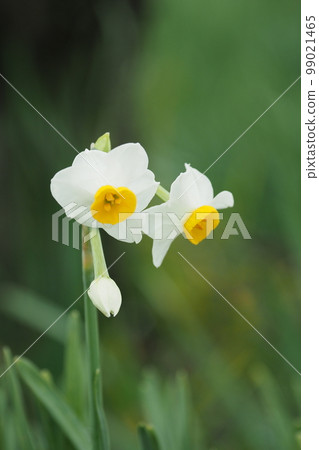 水仙花 99021465