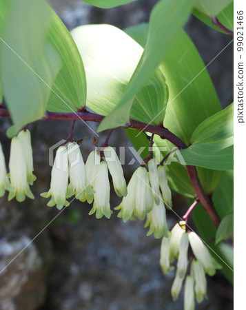 White flowers of Amadocoro 99021466