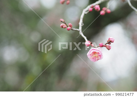 plum blossoms in january plum blossoms in january 99021477