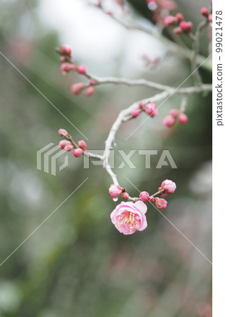 A single plum blossom in winter A single plum blossom in winter 99021478