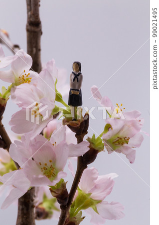 春季入學典禮新生一年級高中生淡粉色櫻花 春季入學典禮新生一年級高中生淡粉色櫻花 99021495
