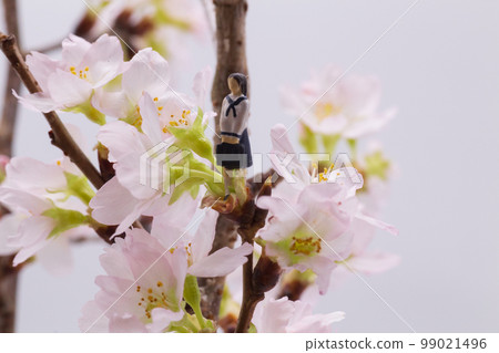 春季入學典禮新生一年級高中生淡粉色櫻花 99021496