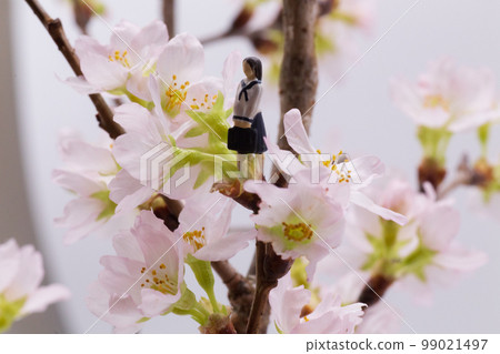 春季入學典禮新生一年級高中生淡粉色櫻花 春季入學典禮新生一年級高中生淡粉色櫻花 99021497