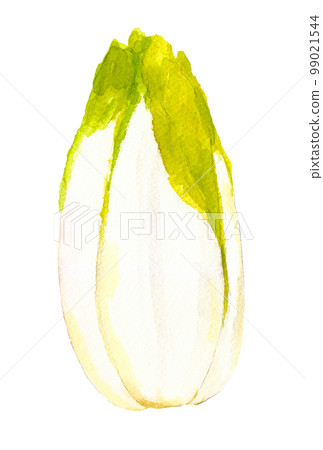 菊苣手繪水彩插圖 菊苣手繪水彩插圖 99021544
