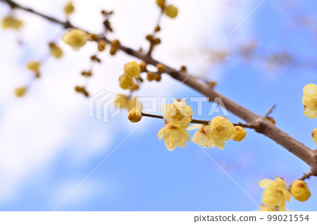 A refreshing winter sky and bright winter sweets 99021554