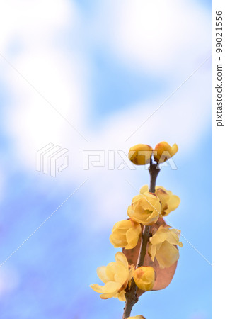 清新的冬日天空和明亮的冬日點心 99021556