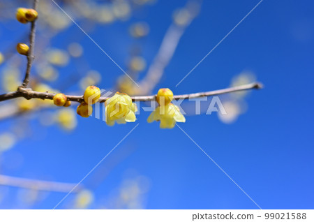 A refreshing winter sky and bright winter sweets A refreshing winter sky and bright winter sweets 99021588