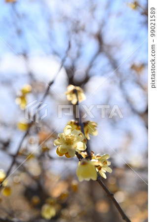 A refreshing winter sky and bright winter sweets 99021589