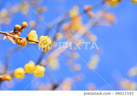 A refreshing winter sky and bright winter sweets 99021593