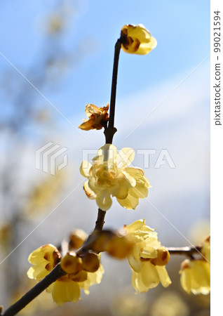 A refreshing winter sky and bright winter sweets 99021594