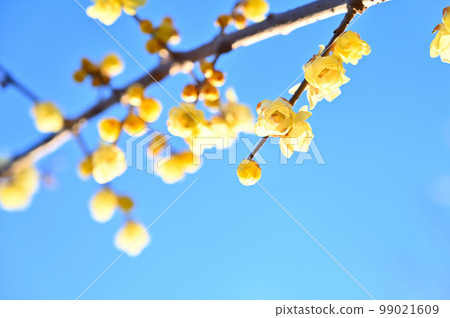 A refreshing winter sky and bright winter sweets A refreshing winter sky and bright winter sweets 99021609