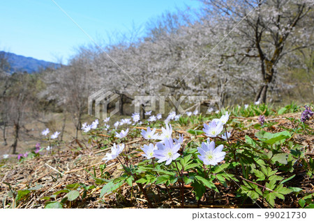 Kikuzaki Ichige Blooming in Satoyama Kikuzaki Ichige Blooming in Satoyama 99021730