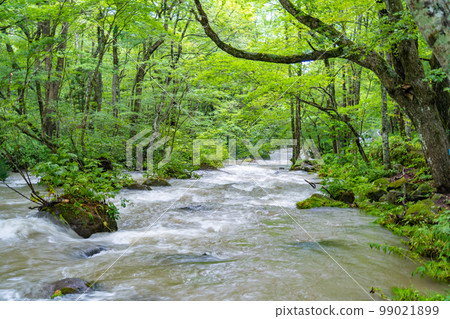 奧入瀨川 奧入瀨川 阿修羅之流(青森縣) 奧入瀨川 奧入瀨川 阿修羅之流(青森縣) 99021899