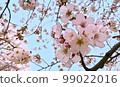 Cherry blossoms (illustration style) 99022016