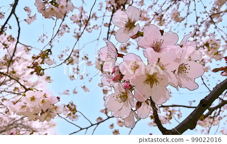 櫻花（插圖風格） 99022016