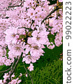 Sakura (illustration style) 2 99022223