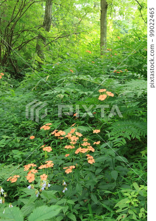 Kobe-Rokko alpine botanical garden in summer when Fushiguro Senno blooms 99022465