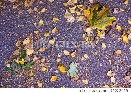 autumn yellow leaves on the surface kmenistoy autumn yellow leaves on the surface kmenistoy 99022499