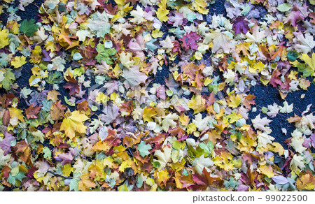 Autumn fallen maple leaves on asphalt, yellow, green. Autumn leaves spread out on the wet and black asphalt. Autumn fallen maple leaves on asphalt, yellow, green. Autumn leaves spread out on the wet and black asphalt. 99022500