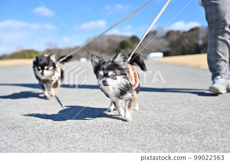A walk with a good friend Chihuahua　 99022563