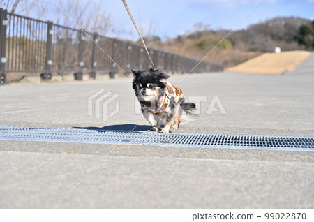 Chihuahua jumps over the grating with a powerful jump Chihuahua jumps over the grating with a powerful jump 99022870