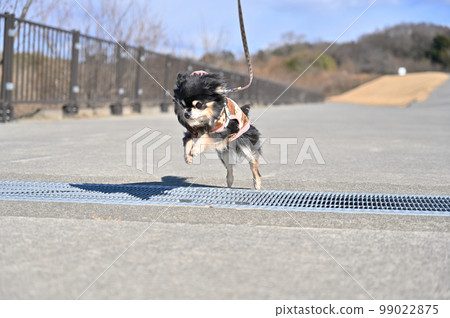Chihuahua jumps over the grating with a powerful jump 99022875