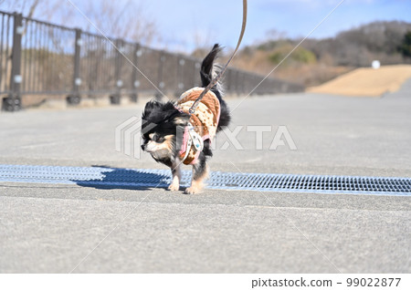 吉娃娃以有力的跳躍跳過格柵 吉娃娃以有力的跳躍跳過格柵 99022877