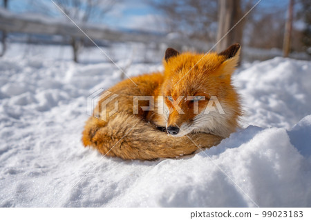 Winter fox Winter fox 99023183