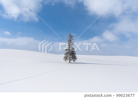 美瑛雪景聖誕樹 99023677