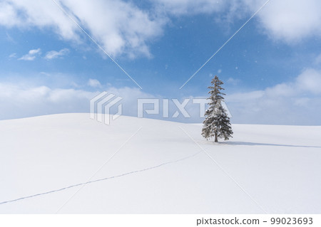 Biei's snowy winter scenery Christmas tree 99023693