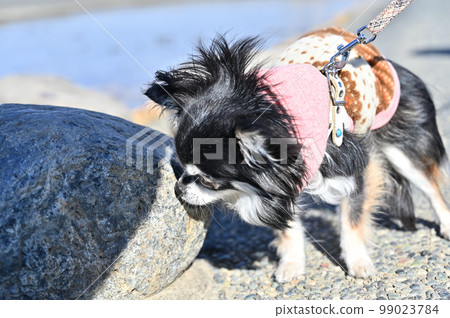 嗅 奇瓦瓦犬咀嚼它的標記 嗅 奇瓦瓦犬咀嚼它的標記 99023784