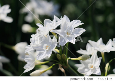 水仙紙白白水仙 99024126