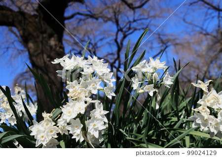 Narcissus Paper White White Narcissus Narcissus Paper White White Narcissus 99024129