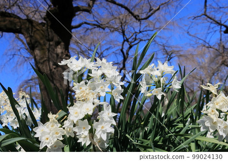 水仙紙白白水仙 99024130