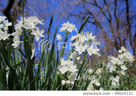 Narcissus Paper White White Narcissus Narcissus Paper White White Narcissus 99024132