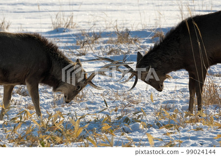 Yezo deer in Narawara, Notsuke Peninsula 99024144