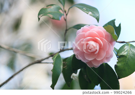 Double-flowered camellia, camellia flower, thousand-layered camellia 99024266