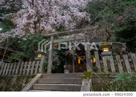在京都市左京區大豐神社拍攝垂枝櫻花 99024300