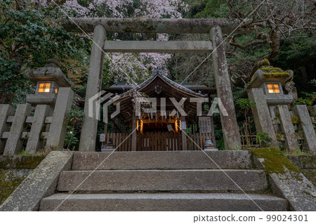 在京都市左京區大豐神社拍攝垂枝櫻花 在京都市左京區大豐神社拍攝垂枝櫻花 99024301