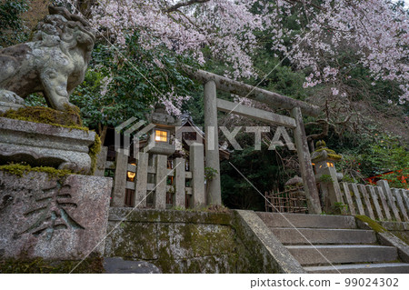 在京都市左京區大豐神社拍攝垂枝櫻花 99024302