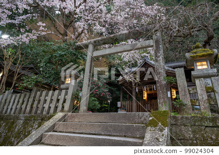 在京都市左京區大豐神社拍攝垂枝櫻花 99024304