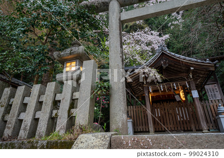在京都市左京區大豐神社拍攝垂枝櫻花 在京都市左京區大豐神社拍攝垂枝櫻花 99024310