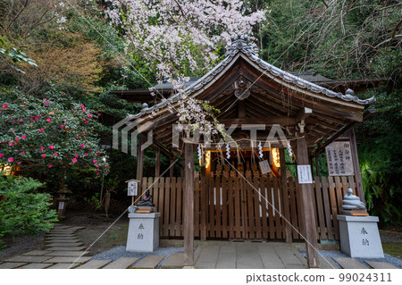 在京都市左京區大豐神社拍攝垂枝櫻花 99024311