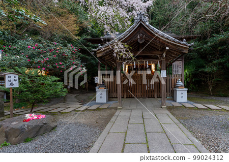 在京都市左京區大豐神社拍攝垂枝櫻花 在京都市左京區大豐神社拍攝垂枝櫻花 99024312