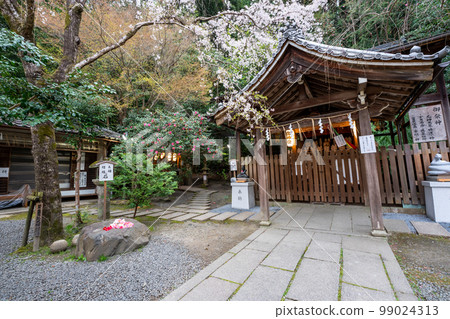 在京都市左京區大豐神社拍攝垂枝櫻花 在京都市左京區大豐神社拍攝垂枝櫻花 99024313