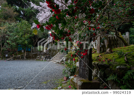 在京都市左京區大豐神社拍攝垂枝櫻花 在京都市左京區大豐神社拍攝垂枝櫻花 99024319