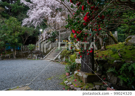在京都市左京區大豐神社拍攝垂枝櫻花 99024320