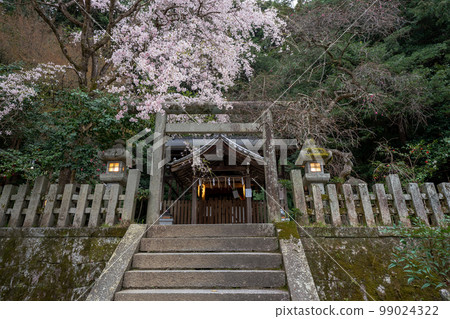 在京都市左京區大豐神社拍攝垂枝櫻花 在京都市左京區大豐神社拍攝垂枝櫻花 99024322