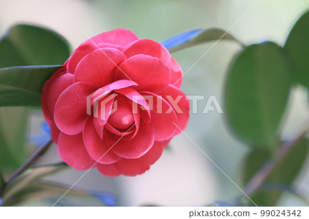 Double-flowered camellia Camellia flower Thousand-layered camellia Red camellia Double-flowered camellia Camellia flower Thousand-layered camellia Red camellia 99024342