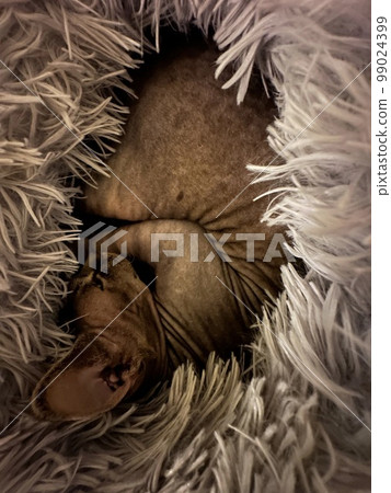 A sleeping hairless or bald or naked cat tucked away in a grey fluffy blanket. Don Sphinx breed cat A sleeping hairless or bald or naked cat tucked away in a grey fluffy blanket. Don Sphinx breed cat 99024399